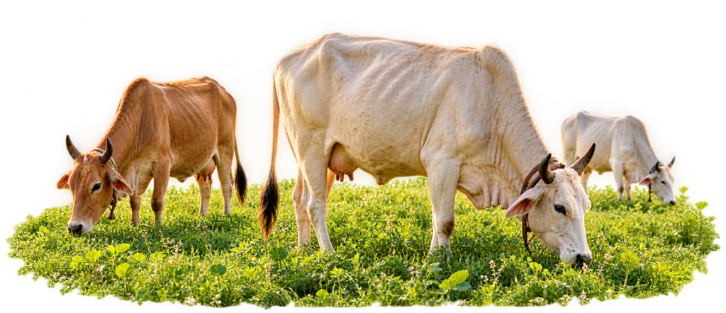 cows in farm